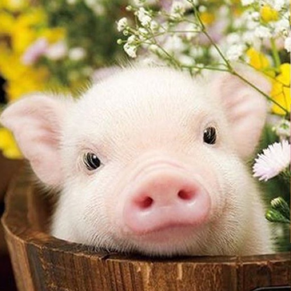 Get these blues!  Follow me to more Posh Love🌸 - Picture 4 of 5